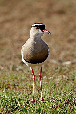 Crowned Plover (Crowned Lapwing) (Vanellus coronatus), Addo Elephant National Park, South Africa, Africa