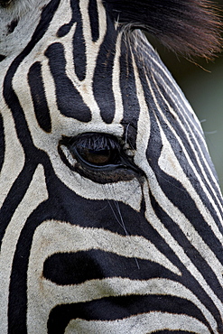 Chapman's Zebra (Plains Zebra) (Equus burchelli antiquorum), Imfolozi Game Reserve, South Africa, Africa