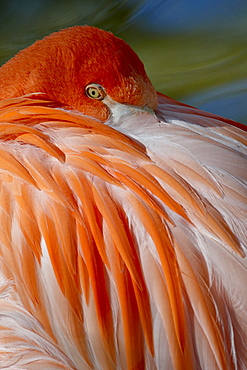 Caribbean Flamingo (American Flamingo) (Phoenicopterus ruber ruber) with beak nestled in the feathers of its back, in captivity, Rio Grande Zoo, Albuquerque Biological Park, Albuquerque, New Mexico, United States of America, North America