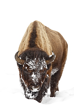 Bison (Bison bison) in snow, Yellowstone National Park, Wyoming, United States of America, North America