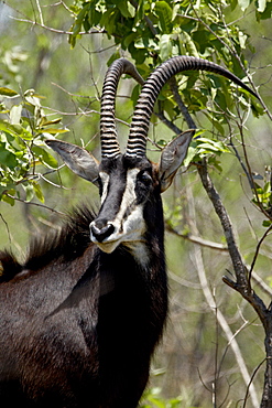 Sable Antelope (Hippotragus niger), Kruger National Park, South Africa, Africa