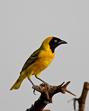 Male Lesser Masked Weaver (Ploceus intermedius), Kruger National Park, South Africa, Africa