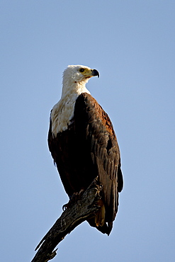 African Fish Eagle (Haliaeetus vocifer), Kruger National Park, South Africa, Africa