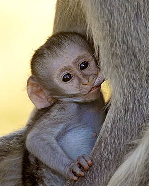 Infant Vervet Monkey (Chlorocebus aethiops) nursing, Kruger National Park, South Africa, Africa