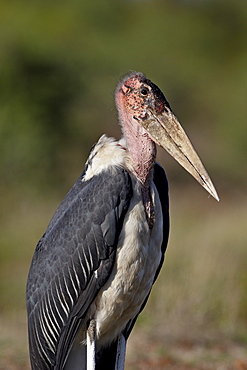 Marabou Stork (Leptoptilos crumeniferus), Kruger National Park, South Africa, Africa