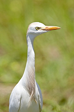 Cattle Egret (Bubulcus ibis), Kruger National Park, South Africa, Africa