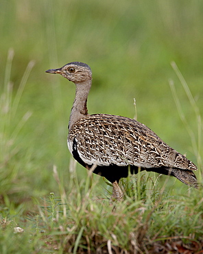 Male Black-Bellied Bustard (Black-Bellied Korhaan) (Eupodotis melanogaster), Kruger National Park, South Africa, Africa