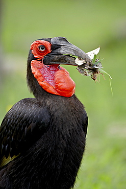 Southern Ground-Hornbill (Ground Hornbill) (Bucorvus leadbeateri) with prey, Kruger National Park, South Africa, Africa