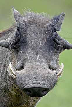 Warthog (Phacochoerus aethiopicus), Kruger National Park, South Africa, Africa