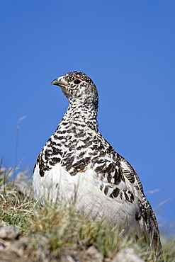 White-Tailed Ptarmigan (Lagopus leucurus) in mixed plumage, Mount Evans, Colorado, United States of America, North America