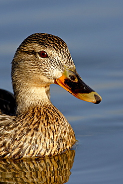 Female Mallard (Anas platyrhynchos) swimming, Sterne Park, Littleton, Colorado, United States of America, North America