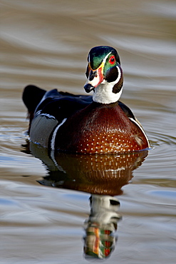 Wood Duck (Aix sponsa) drake swimming, Sterne Park, Littleton, Colorado, United States of America, North America