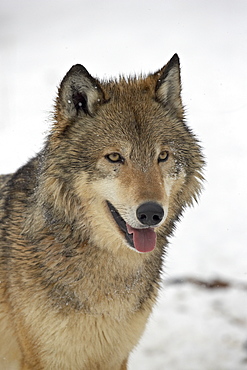 Gray Wolf (Canis lupus) in snow in captivity, near Bozeman, Montana, United States of America, North America