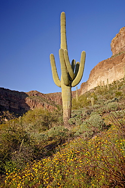 Saguaro cactus (Carnegiea gigantea) among Mexican gold poppy (Eschscholzia californica mexicana), Organ Pipe Cactus National Monument, Arizona, United States of America, North America