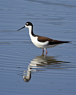 Black-necked stilt (Himantopus mexicanus), Sonny Bono Salton Sea National Wildlife Refuge, California, United States of America, North America