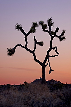 Joshua tree at dawn, Joshua Tree National Park, California, United States of America, North America