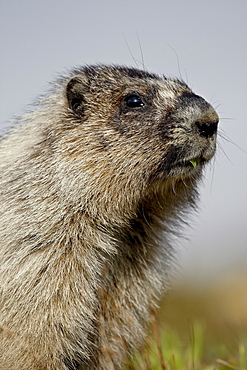 Hoary marmot (Marmota caligata), Glacier National Park, Montana, United States of America, North America