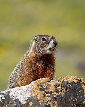 Yellowbelly marmot (Yellow-bellied marmot) (Marmota flaviventris), Shoshone National Forest, Wyoming, United States of America, North America