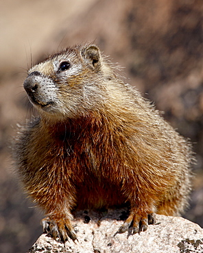 Yellowbelly marmot (Yellow-bellied marmot) (Marmota flaviventris), Shoshone National Forest, Wyoming, United States of America, North America