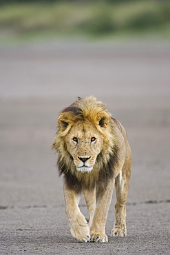 Lion (Panthera leo) walking towards camera, Serengeti National Park, Tanzania, East Africa, Africa