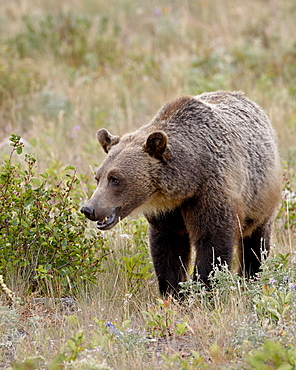 Grizzly bear (Ursus arctos horribilis), Glacier National Park, Montana, United States of America, North America