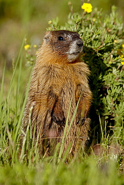 Yellow-bellied marmot (yellowbelly marmot) (Marmota flaviventris), Camp Hale, White River National Forest, Colorado, United States of America, North America