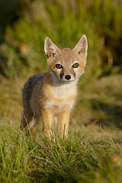 Swift fox (Vulpes velox) kit, Pawnee National Grassland, Colorado, United States of America, North America