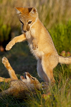 Two swift fox (Vulpes velox) kits playing, Pawnee National Grassland, Colorado, United States of America, North America