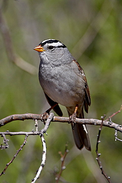 White-crowned sparrow (Zonotrichia leucophrys), Chiricahuas, Coronado National Forest, Arizona, United States of America, North America