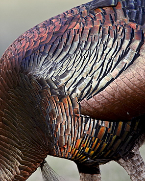 Wild turkey (Meleagris gallopavo) feather iridescence, Chiricahuas, Coronado National Forest, Arizona, United States of America, North America