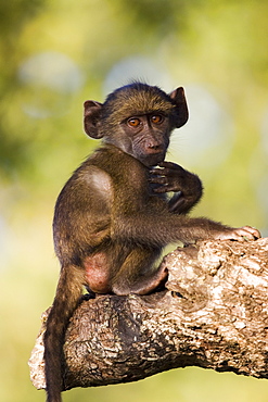 Chacma baboon (Papio ursinus), Greater Limpopo Transfrontier Park, encompassing the former Kruger National Park, South Africa, Africa