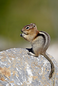 Golden-mantled squirrel (Citellus lateralis), Waterton Lakes National Park, Alberta, Canada, North America