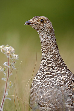 Blue grouse (Dendragapus obscurus) hen, Waterton Lakes National Park, Alberta, Canada, North America