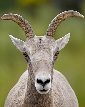 Bighorn sheep (Ovis canadensis) ewe, Waterton Lakes National Park, Alberta, Canada,  North America