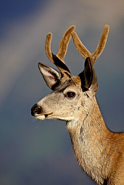 Mule deer (Odocoileus hemionus) buck in velvet, Glacier National Park, Montana, United States of America, North America