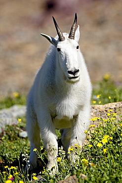 Mountain goat (Oreamnos americanus), Glacier National Park, Montana, United States of America, North America