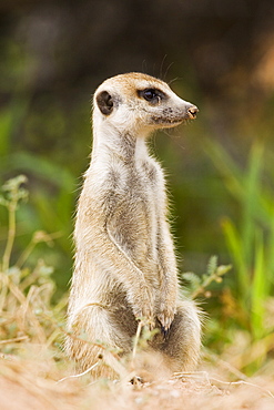 Meerkat or (suricate) (Suricata suricatta) sitting while watching, Kgalagadi Transfrontier Park, encompassing the former Kalahari Gemsbok National Park, South Africa, Africa