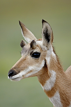 Young pronghorn (Antilocapra americana), Custer State Park, South Dakota, United States of America, North America