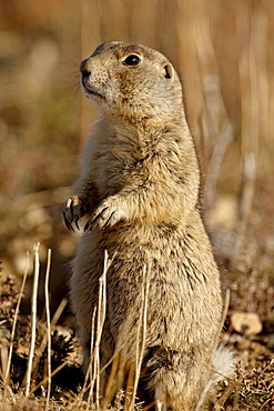 Whitetail prairie dog (Cynomys luscurus), Arapaho National Wildlife Refuge, Colorado, United States of America, North America