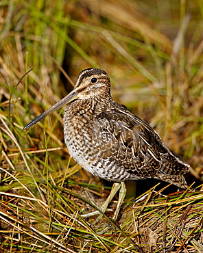 Common snipe (Gallinago gallinago), Arapaho National Wildlife Refuge, Colorado, United States of America, North America