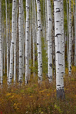 Aspen trunks in the fall, White River National Forest, Colorado, United States of America, North America