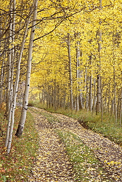 Lane through fall aspens, Ophir Pass, Uncompahgre National Forest, Colorado, United States of America, North America