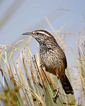 Cactus wren (Campylorhynchus brunneicapillus), Rockhound State Park, New Mexico, United States of America, North America