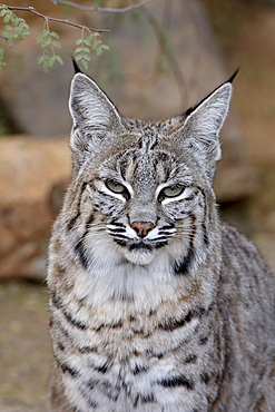 Bobcat (Lynx rufus) in captivity, Arizona Sonora Desert Museum, Tucson, Arizona, United States of America, North America