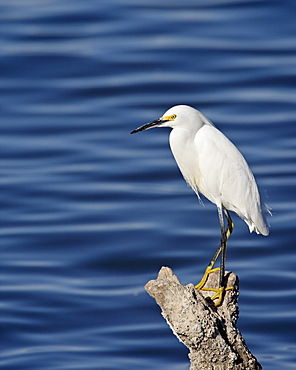 Snowy egret (Egretta thula), Sonny Bono Salton Sea National Wildlife Refuge, California, United States of America, North America