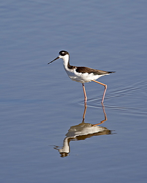 Black-necked stilt (Himantopus mexicanus) wading while feeding, Sonny Bono Salton Sea National Wildlife Refuge, California, United States of America, North America