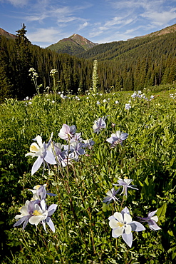 Blue columbine (Aquilegia coerulea) in a meadow, Maroon Bells-Snowmass Wilderness, White River National Forest, Colorado, United States of America, North America