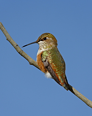 Female rufous hummingbird (Selasphorus rufus) perched, Routt National Forest, Colorado, United States of America, North America