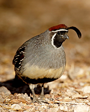 Male Gambel's Quail (Callipepla gambelii), Henderson Bird Viewing Preserve, Henderson, Nevada, United States of America, North America