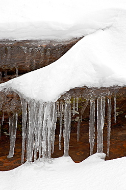 Icicles hanging from a rock with fresh snow, Zion National Park, Utah, United States of America, North America